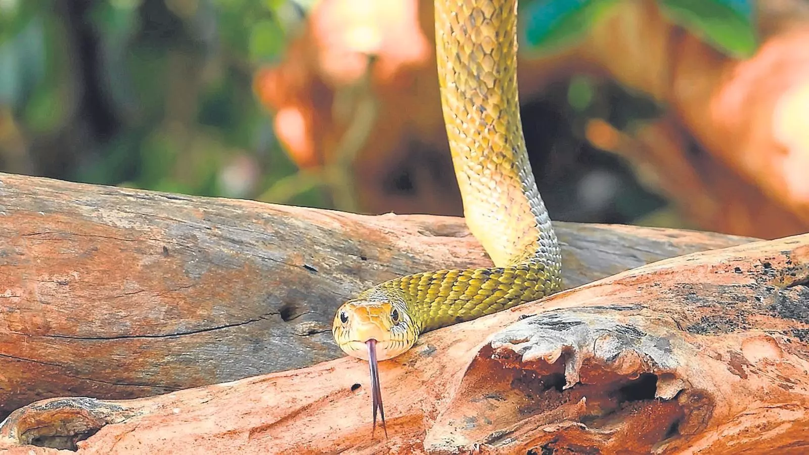 Una serp enmig de la selva