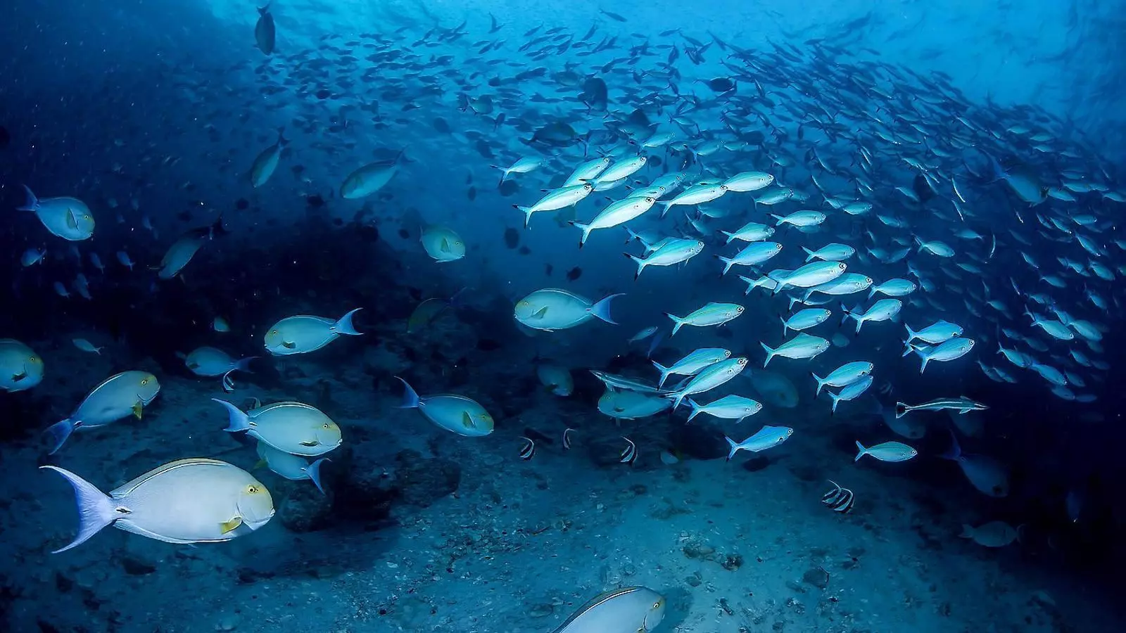Els peixos que conviuen amb plàstics no detecten els senyals d’alerta contra els depredadors
