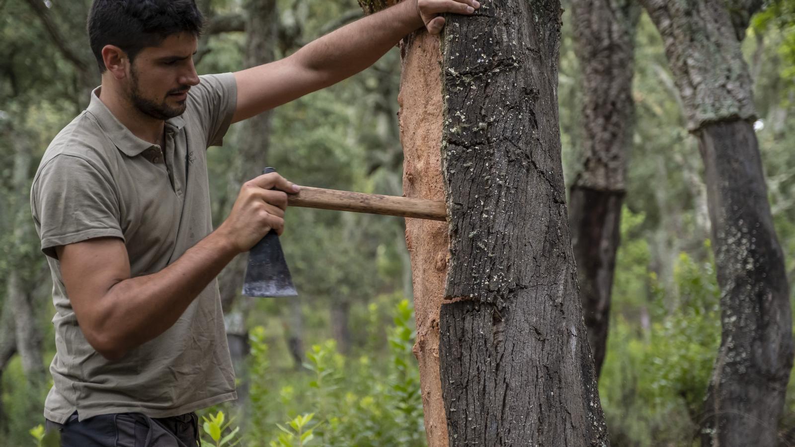 In Catalonia, it takes about 15 years to extract quality cork.