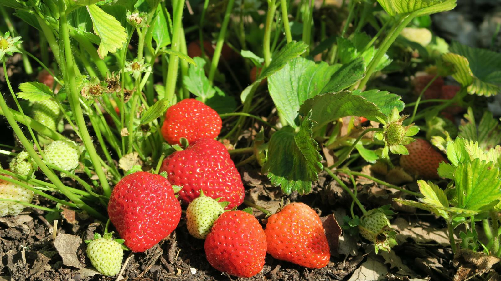 Un puñado de fresas