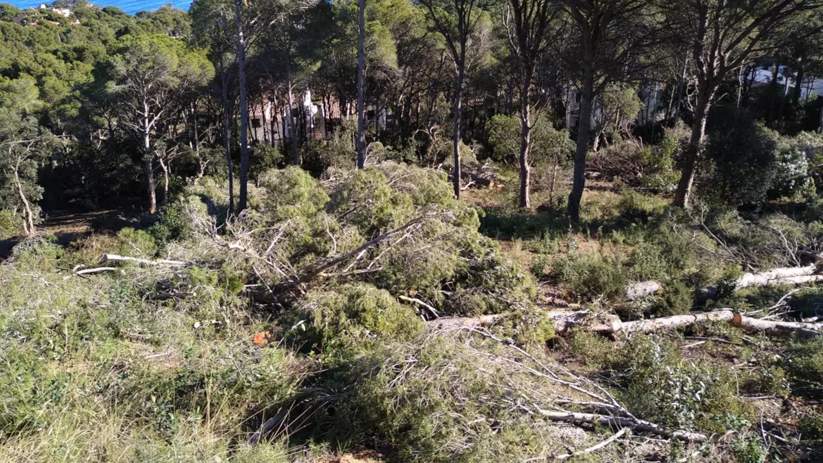 La tala d'arbres a la zona de la cala d'Aigua Xelida de Tamariu, a Palafrugell