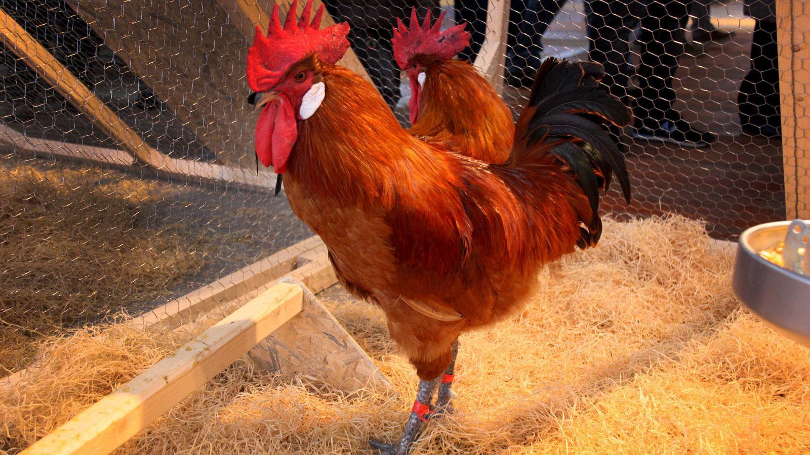 El Pota Blava és típic del Prat de Llobregat