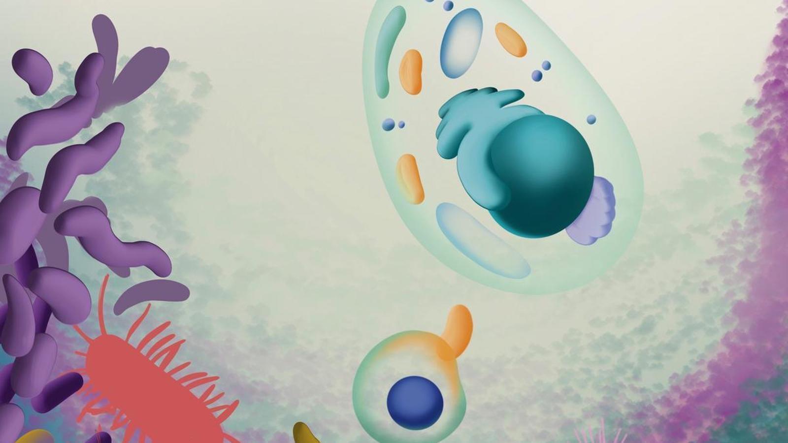 A graphic reproduction of the origin of eukaryotes, organisms that have cells with a nucleus.
