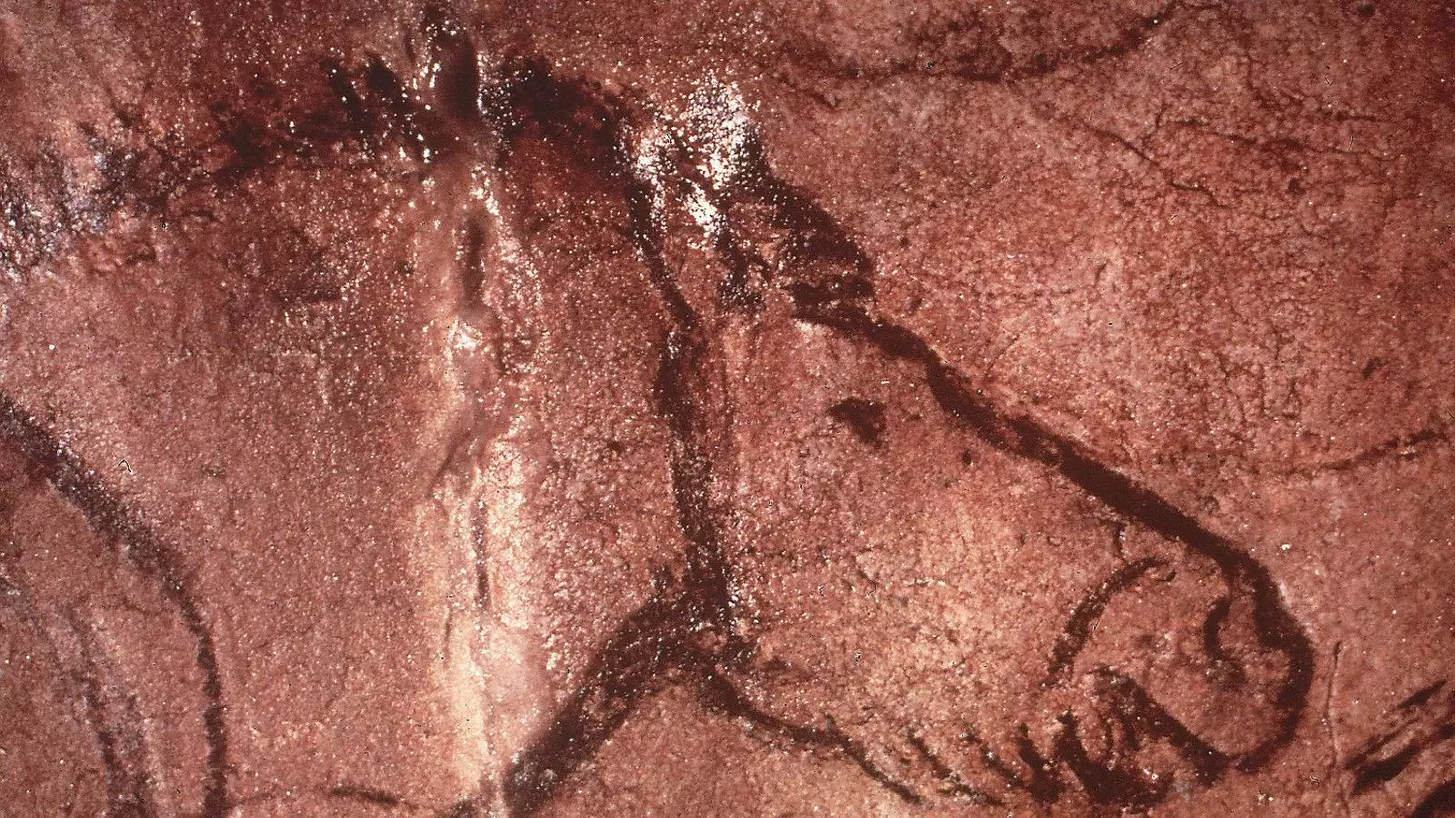Detall del cap d’un cavall a la cova de Lascaux, a França, descoberta casualment el 1940 per un noi de 18 anys. Els científics estimen que es va pintar fa vora 17.000 anys.
