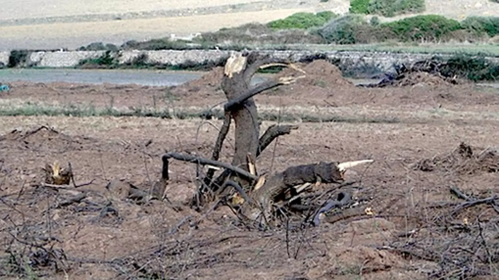 Imatge d'un torrent de Menorca sense netejar.