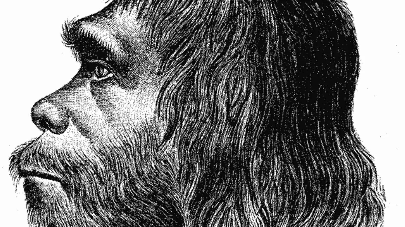 Reconstrucción del 1888 de un neandertal, a cargo de Hermann Schaafhausen