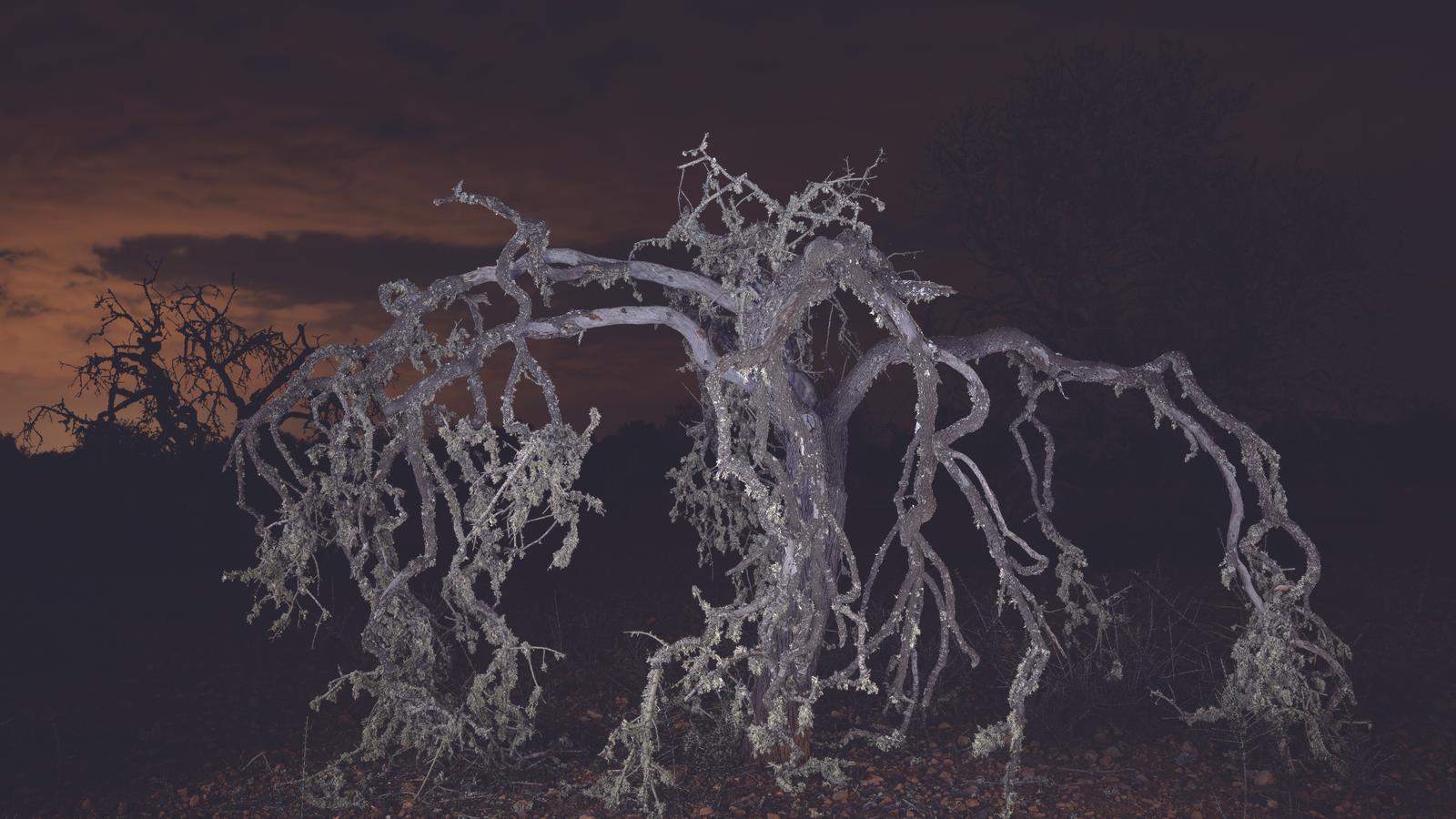 Obra de la sèrie ‘Retratar arbres’, feta a Mallorca per a l’exposició a la Fundació Toni Catany.