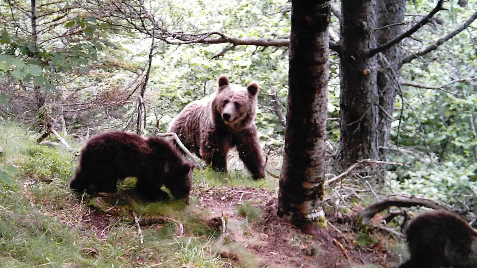 Una óssa amb dos cadells al Parc Natural de l'Alt Pirineu. / DEPARTAMENT D'AGRICULTURA