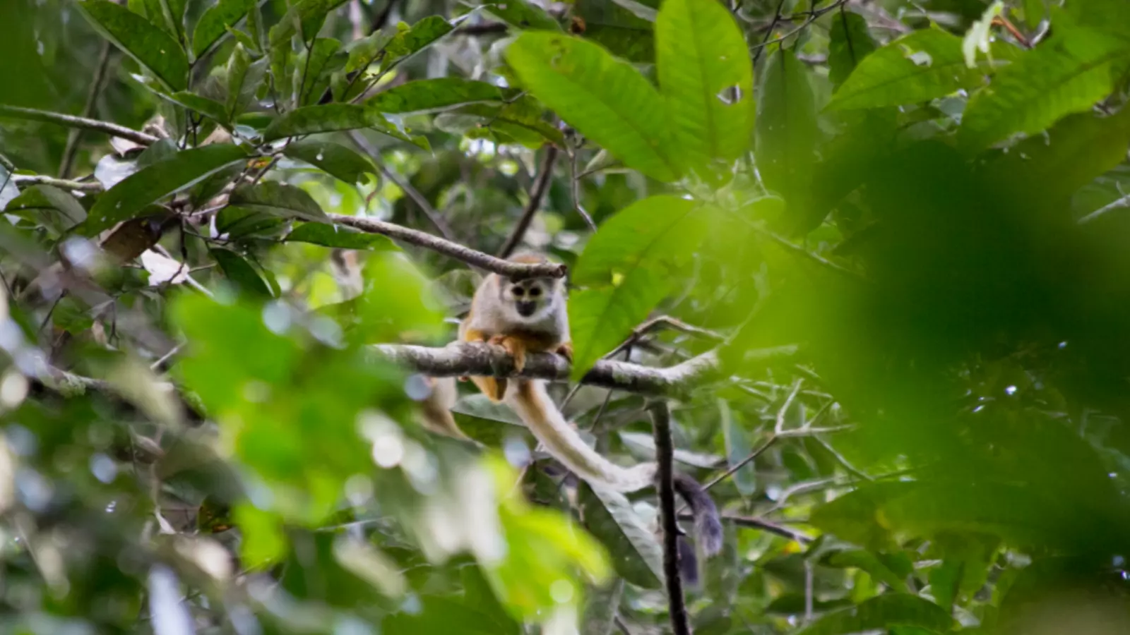 Una imatge de la selva amazònica durant una expedició de la UPC