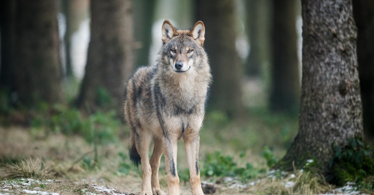 Wolf Hunting in Europe: Shocking Mortality Rate