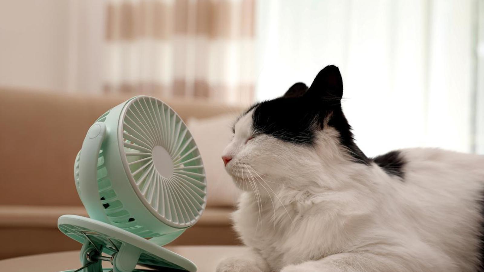 Gato con un ventilador