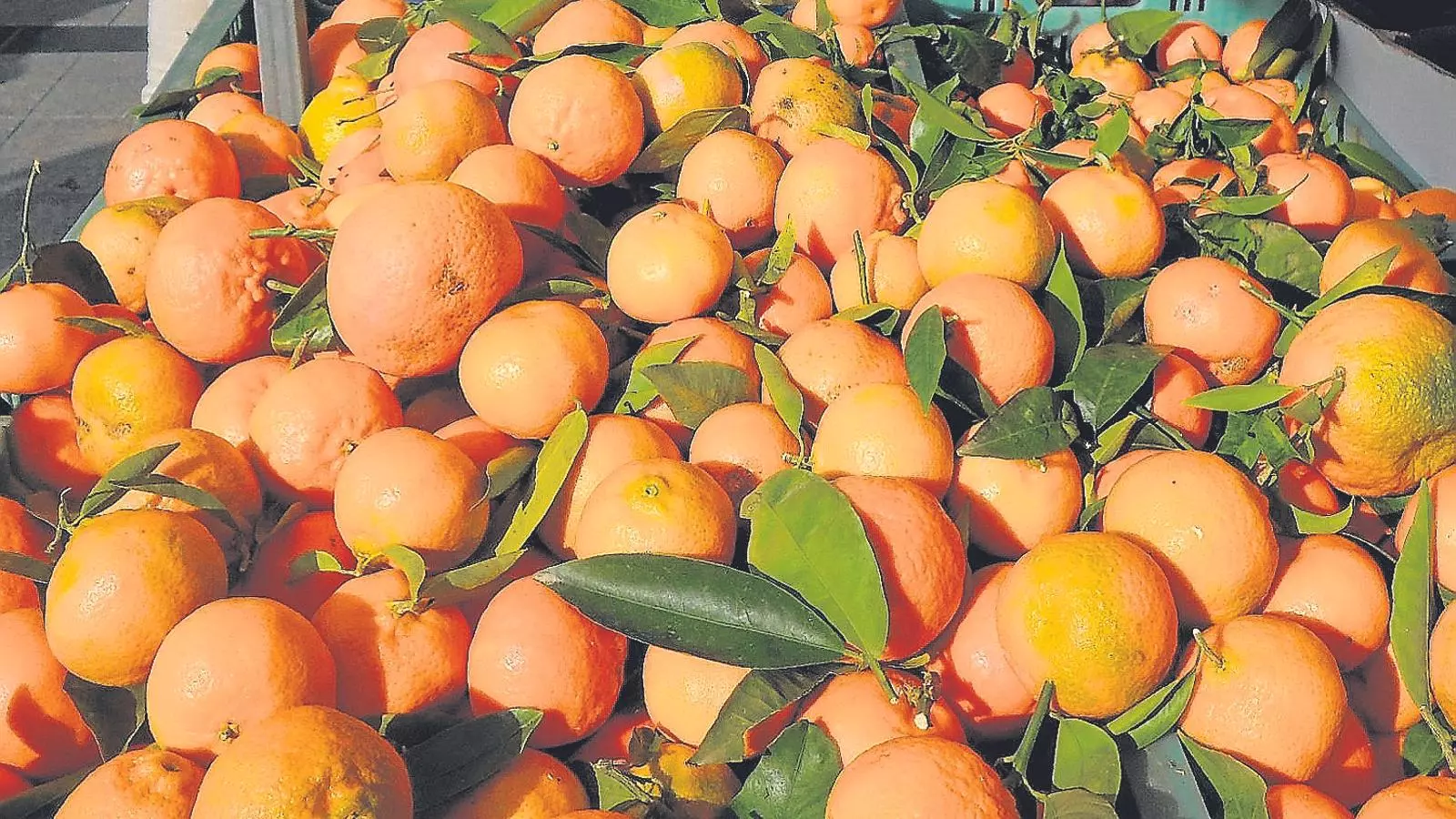 El sector de la taronja de Sóller ha fet un gran esforç d’adaptació a les noves condicions de la producció i el comerç dels cítrics.