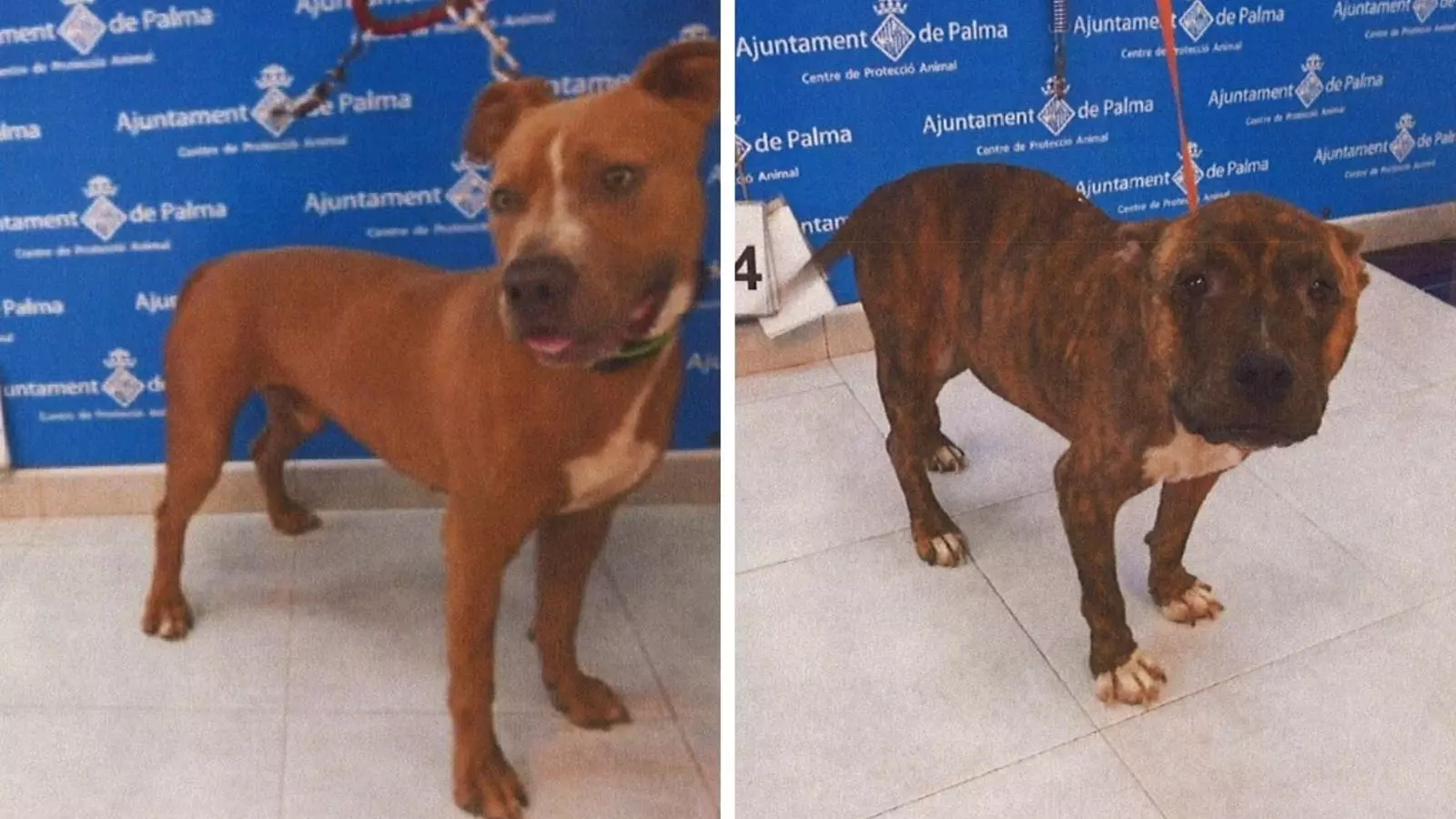 Alliberen un dels dos cans robats a Son Reus el passat divendres.