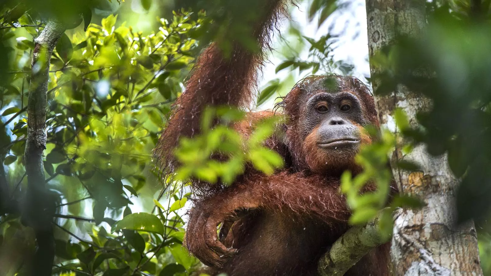 Un orangutà de Borneo en libertad.