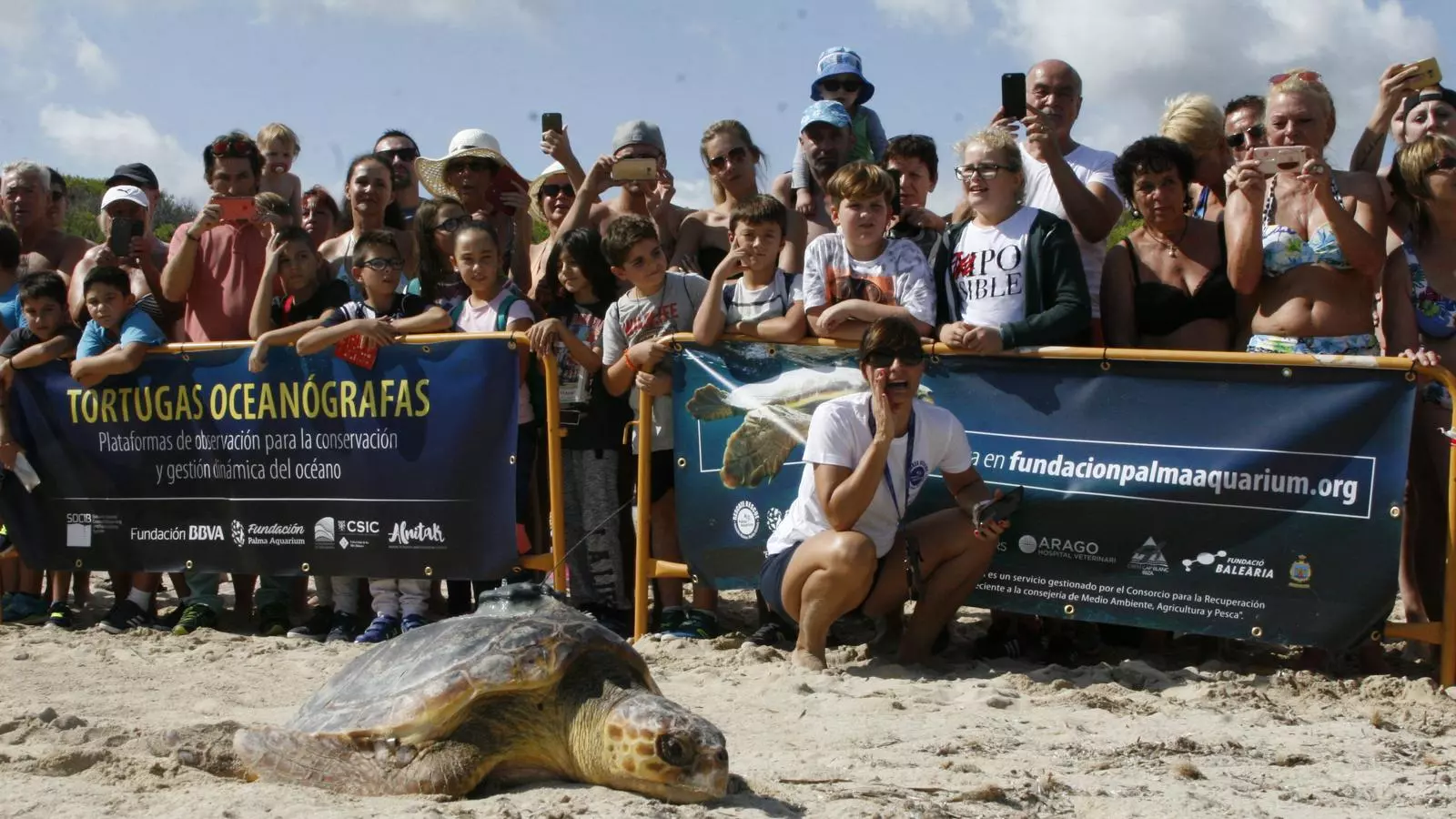 La tortuga Cannoli ha fet una parell d'aturades en el seu camí de retorn a la mar.