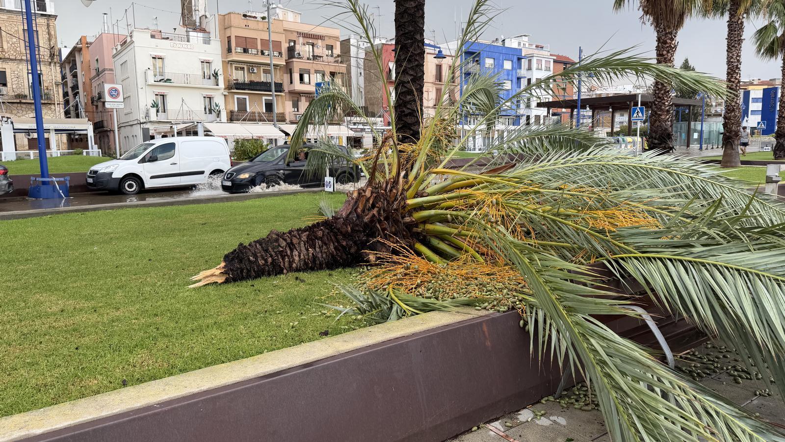 Image of a fallen palm tree in Tarragona due to the downpours.