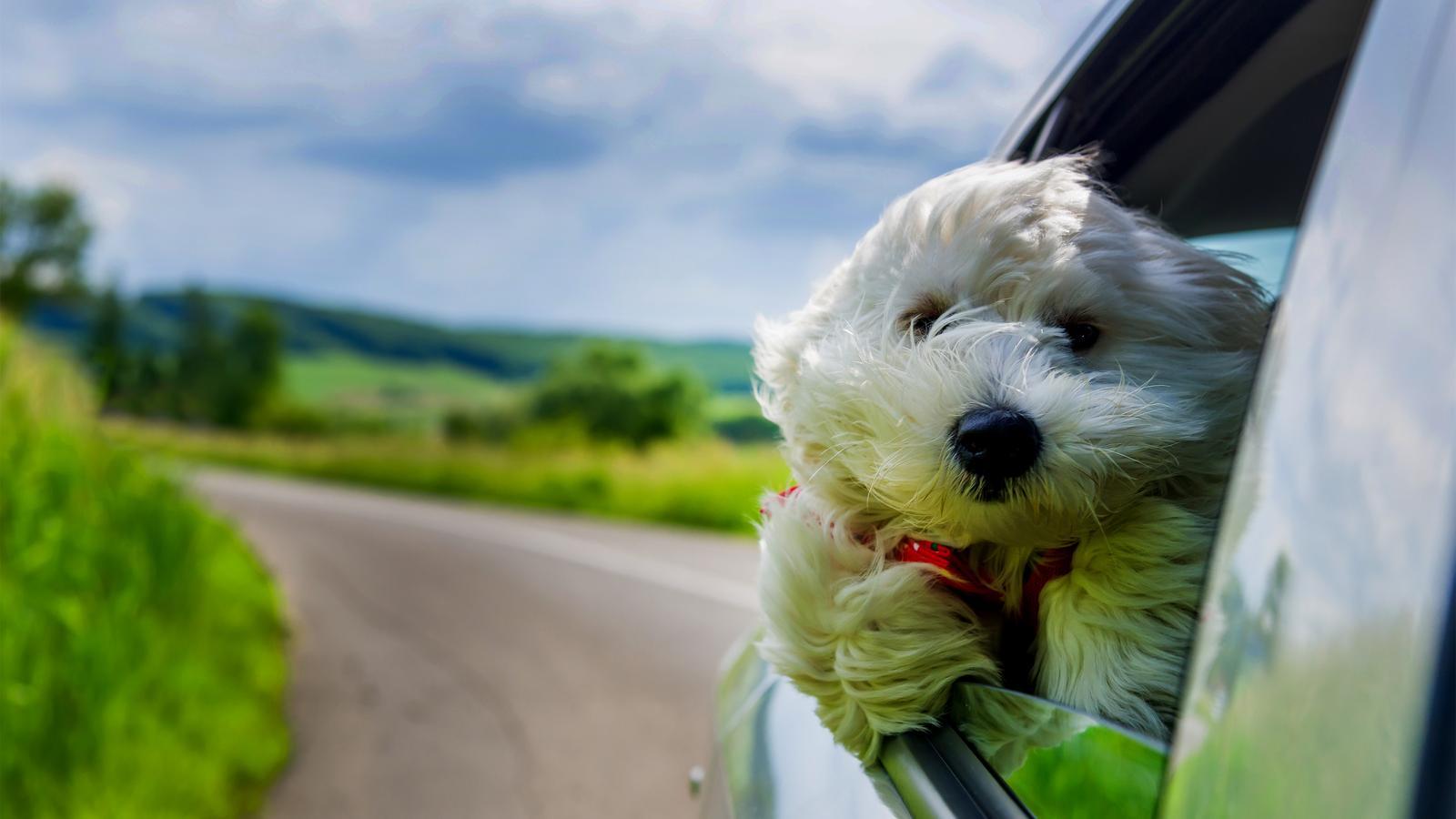 A dog in a car window, in a file image