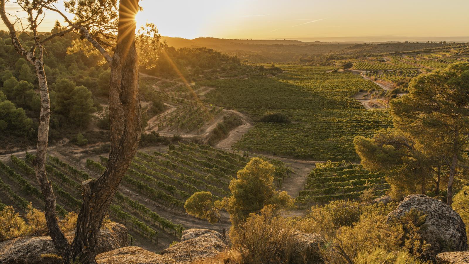 Las viñas de la bodega Clos Pons