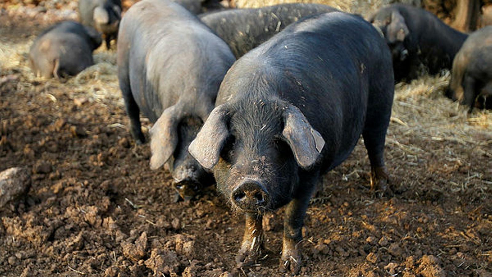 Black pig