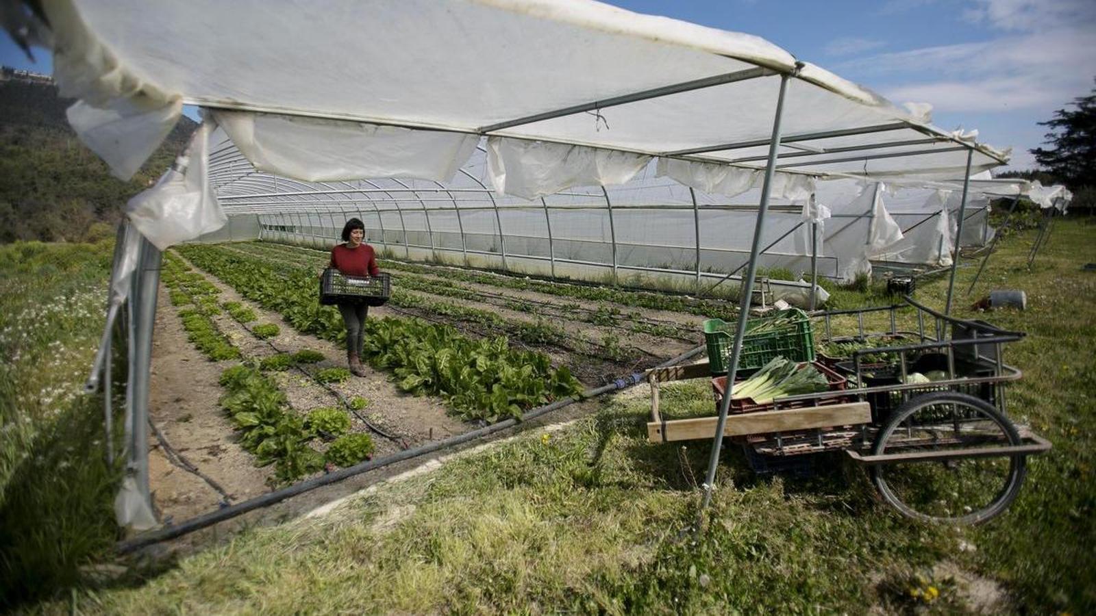 Un campo de hortalizas en Gurb (Osona), en una imagen de archivo.