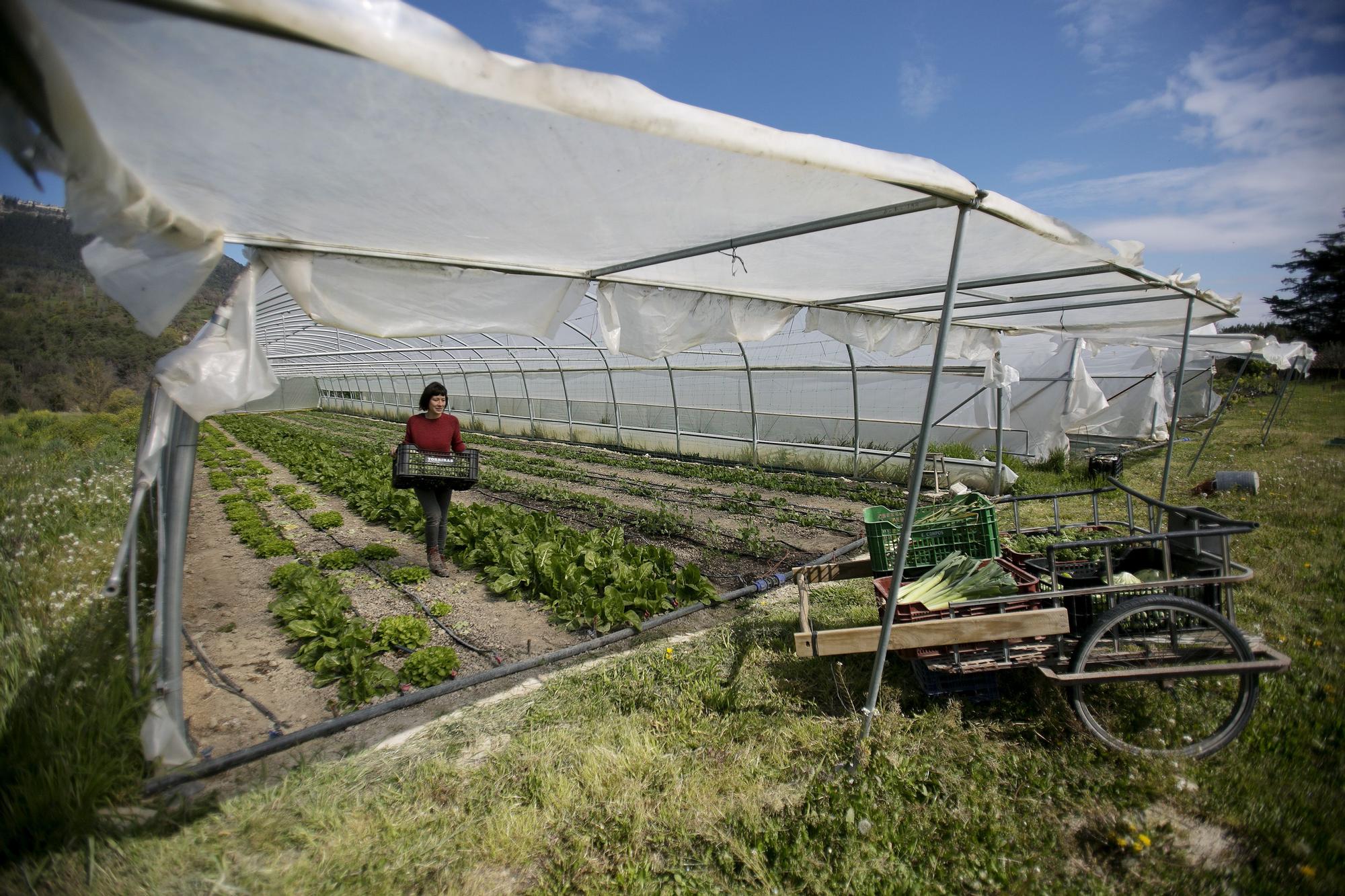 Un camp d'hortalisses a Gurb (Osona), en una imatge d'arxiu.