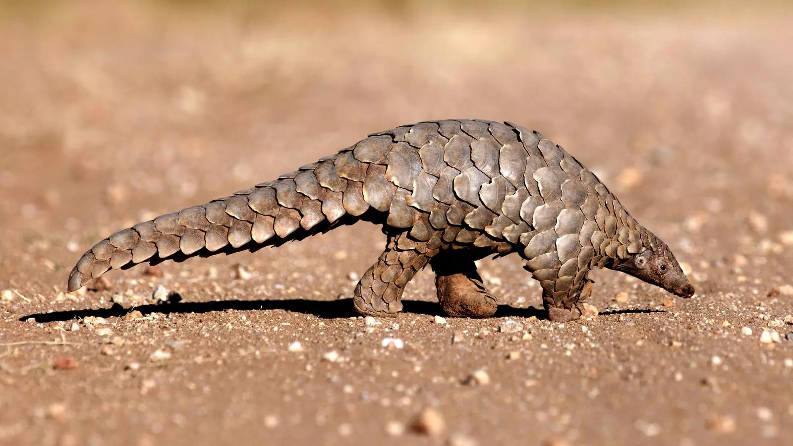 Pangolí