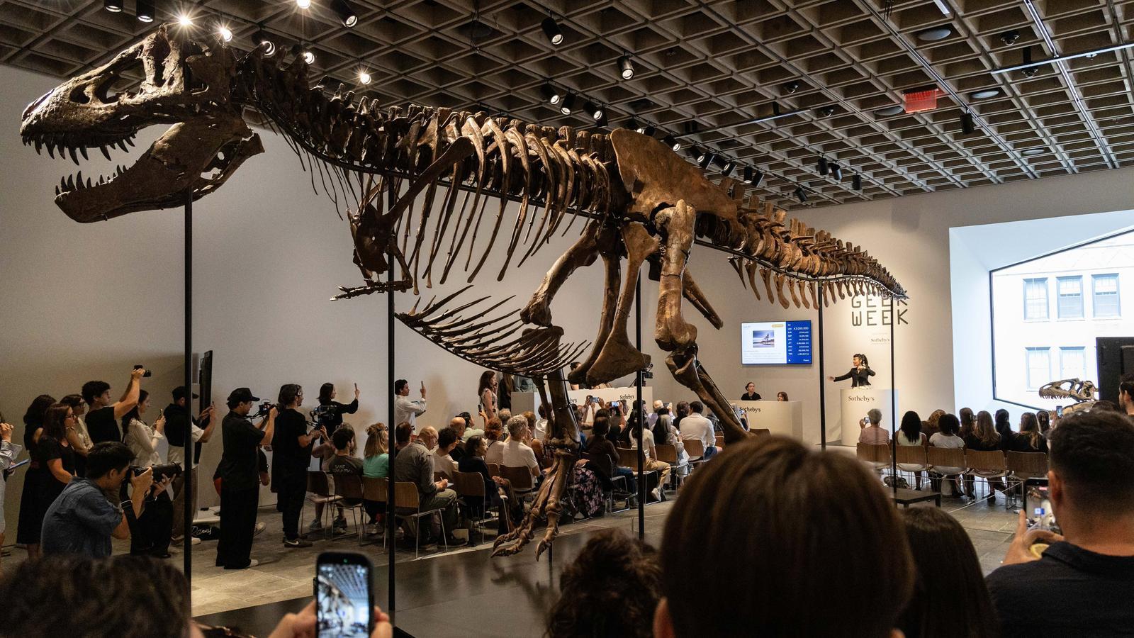 Gus's skeleton, the most expensive fossil in history
