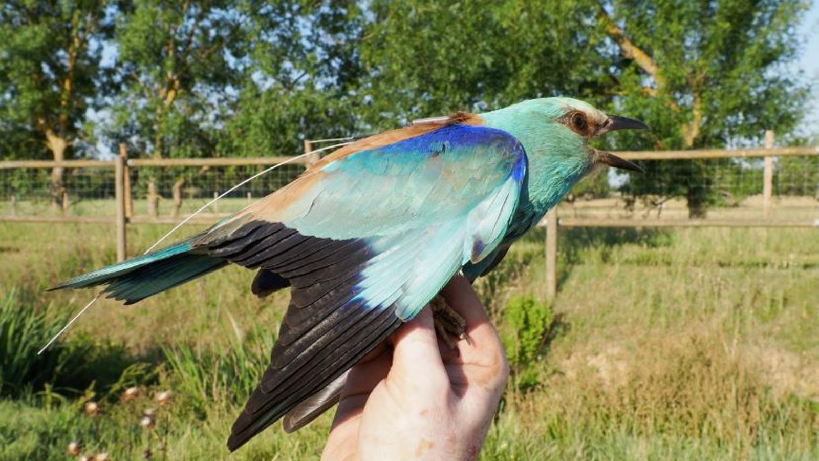 A blue jay specimen.
