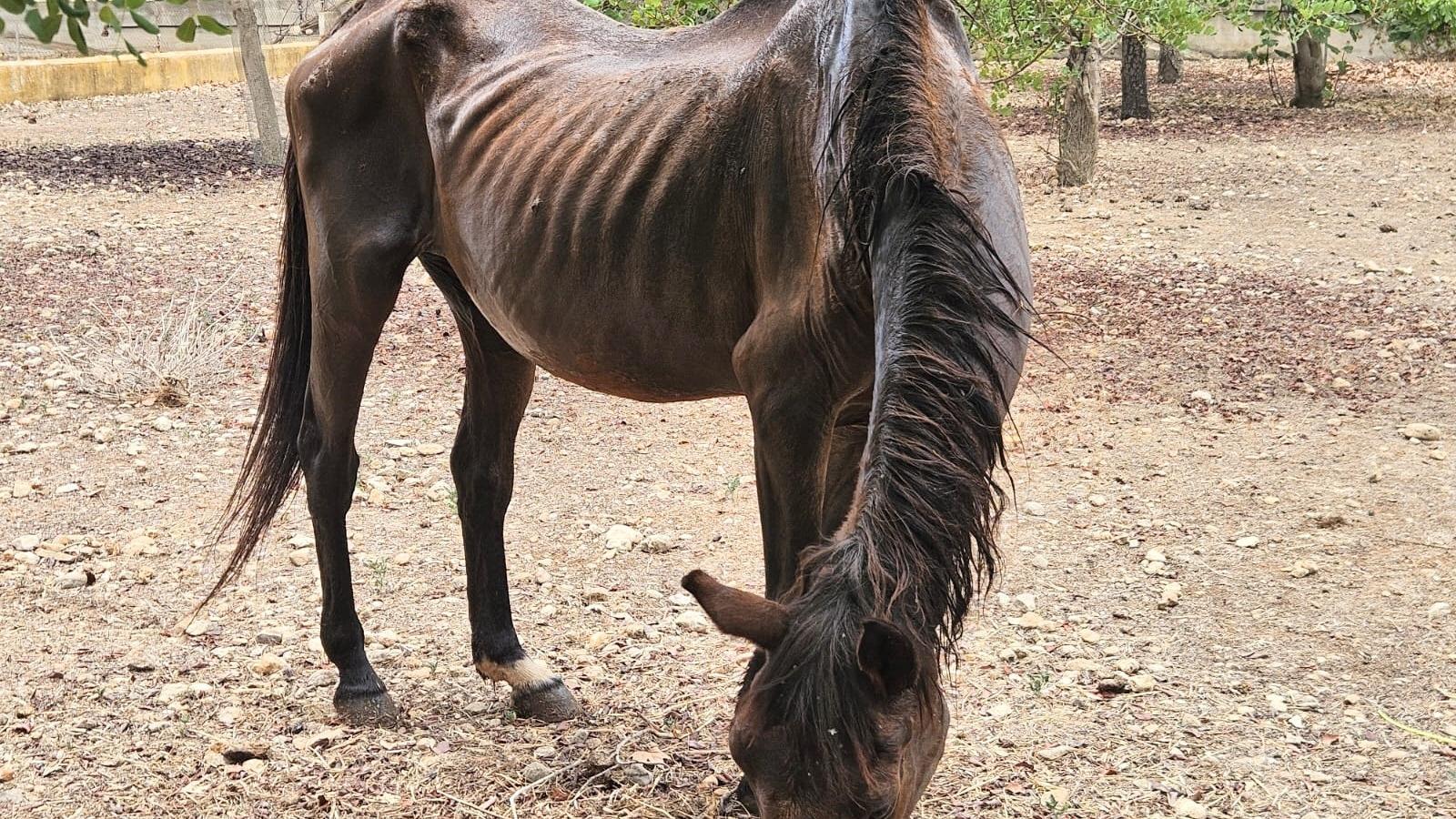 Zwei Tiere unter schrecklichen Bedingungen gerettet