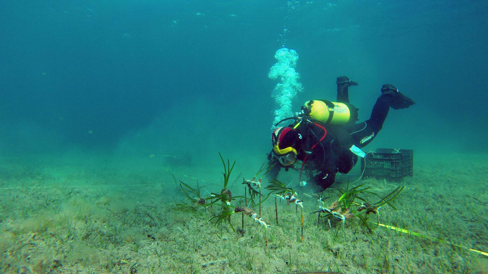 Estudio de las praderas de posidonia
