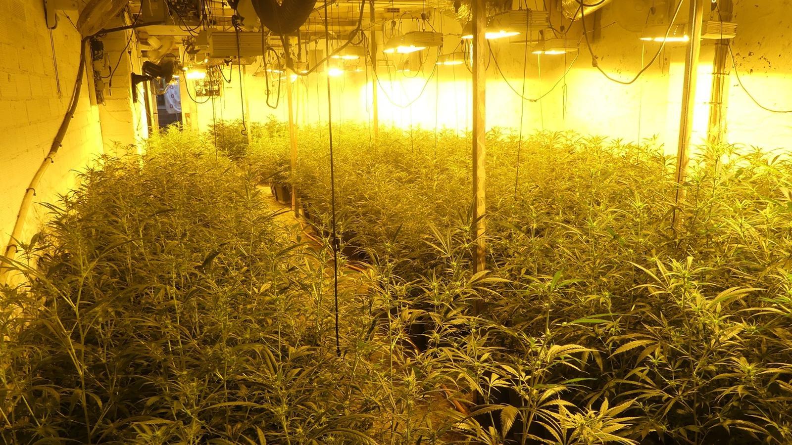 The marijuana plantation intervened.