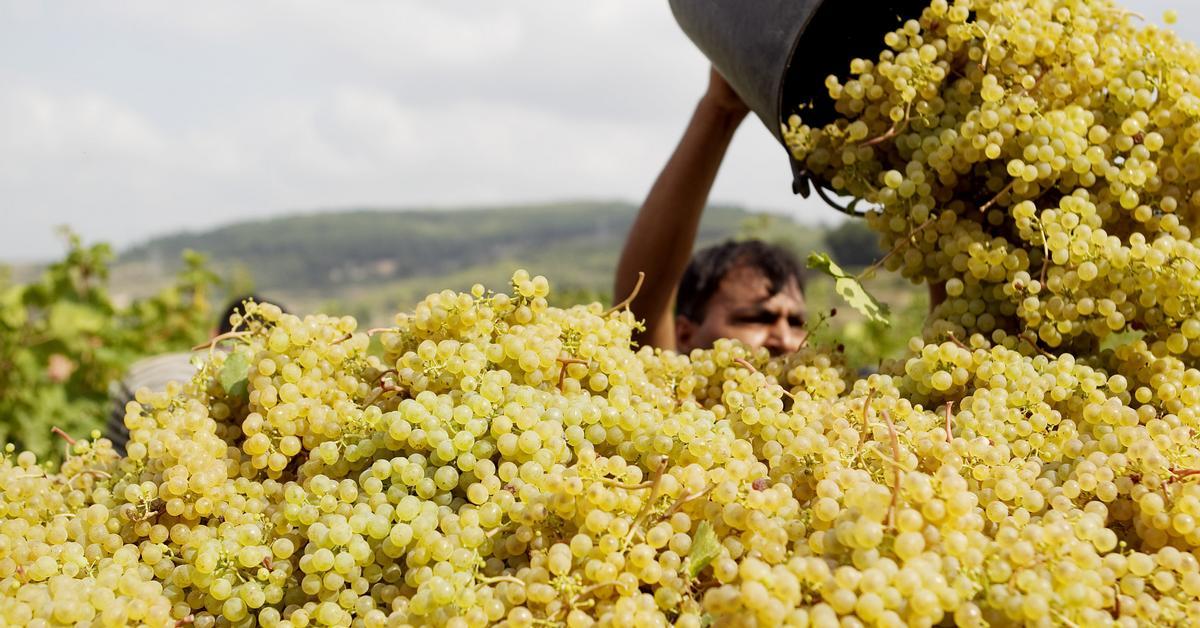 The Generalitat is investigating 50 contracts in the wine sector for the purchase of grapes below cost price