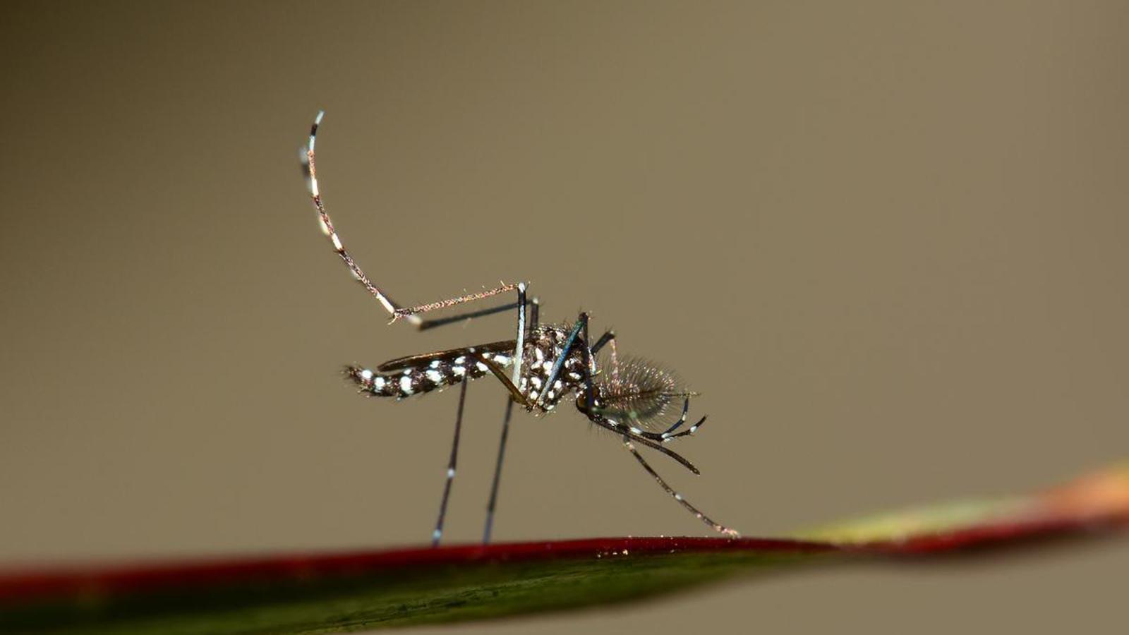 Un exemplar de mosquit tigre