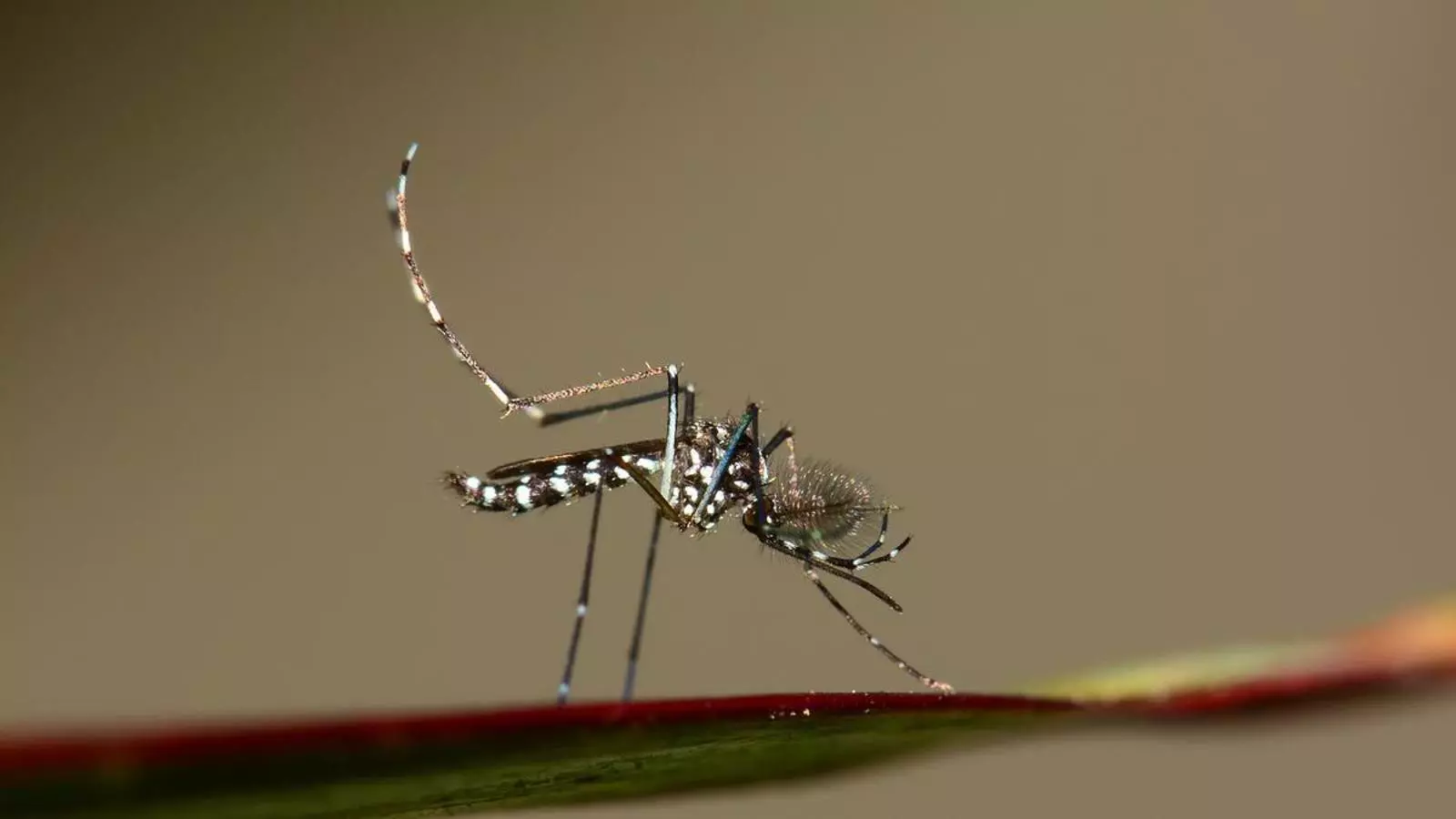 Un exemplar de mosquit tigre