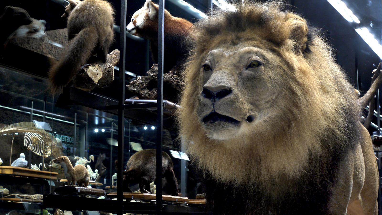 Una de las vitrinas "a los cuatro vientos" del Museo Ciencias Naturales de Barcelona.