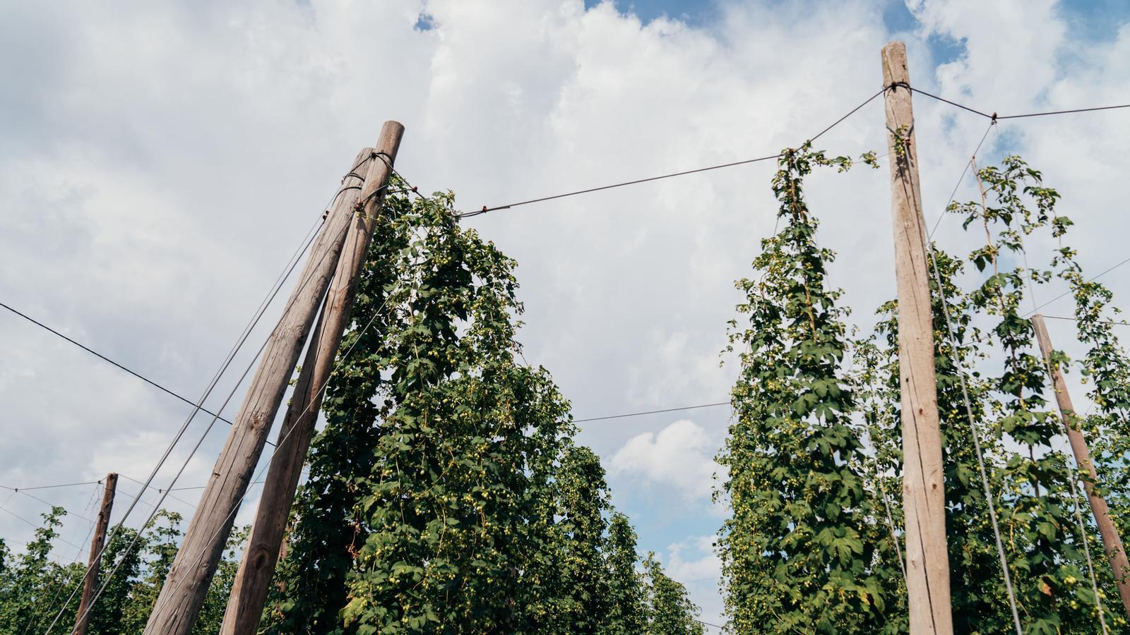 The Damm hop harvest in Prades.