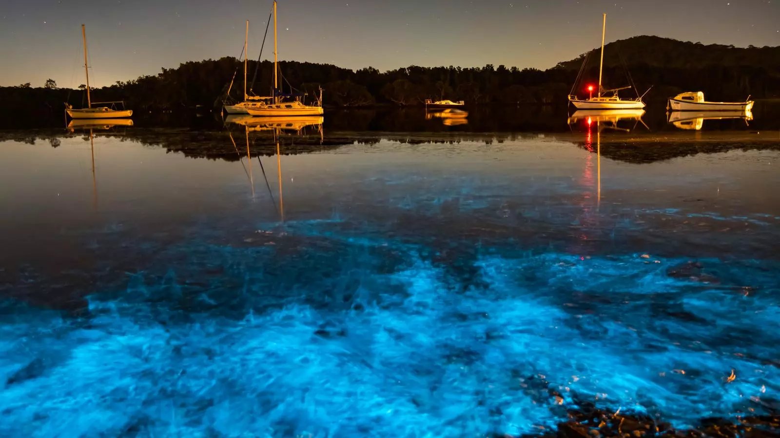 El fenomen de la bioluminiscència a una platja d'Austràlia
