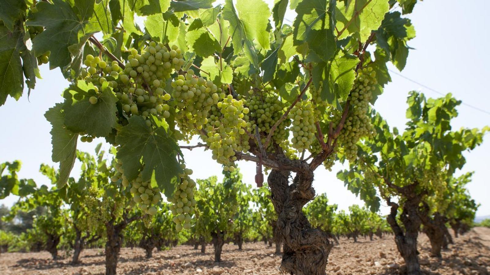 View of vineyards in Penedès.