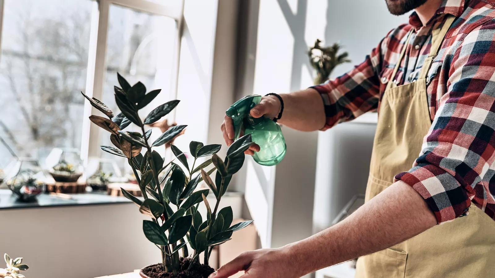 Un noi pulveritzant una planta d'interior