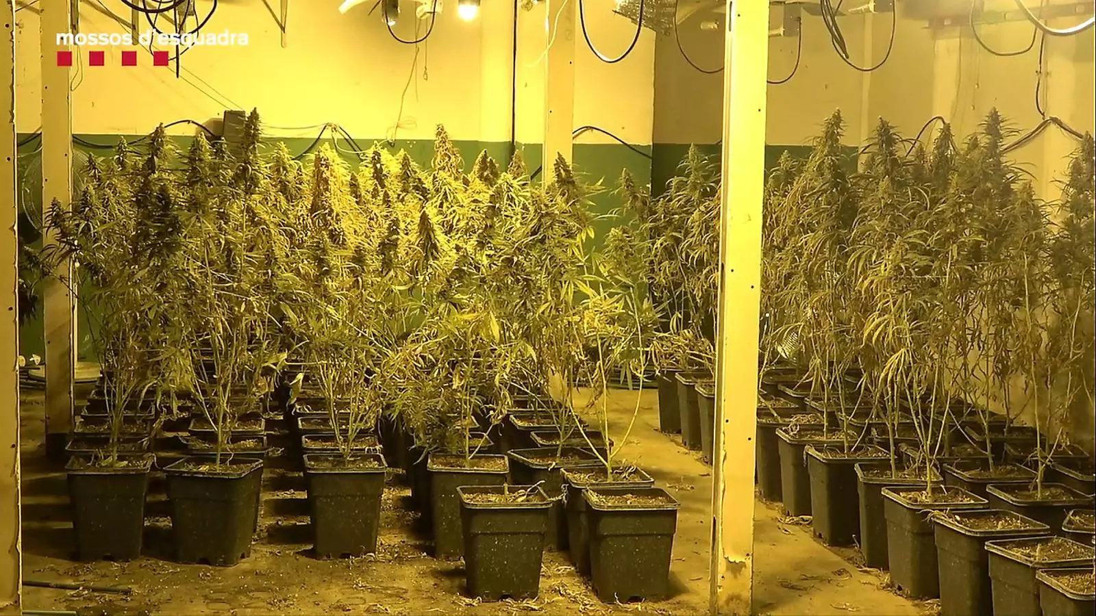 Una plantació clandestina de marihuana, en una imatge d’arxiu.