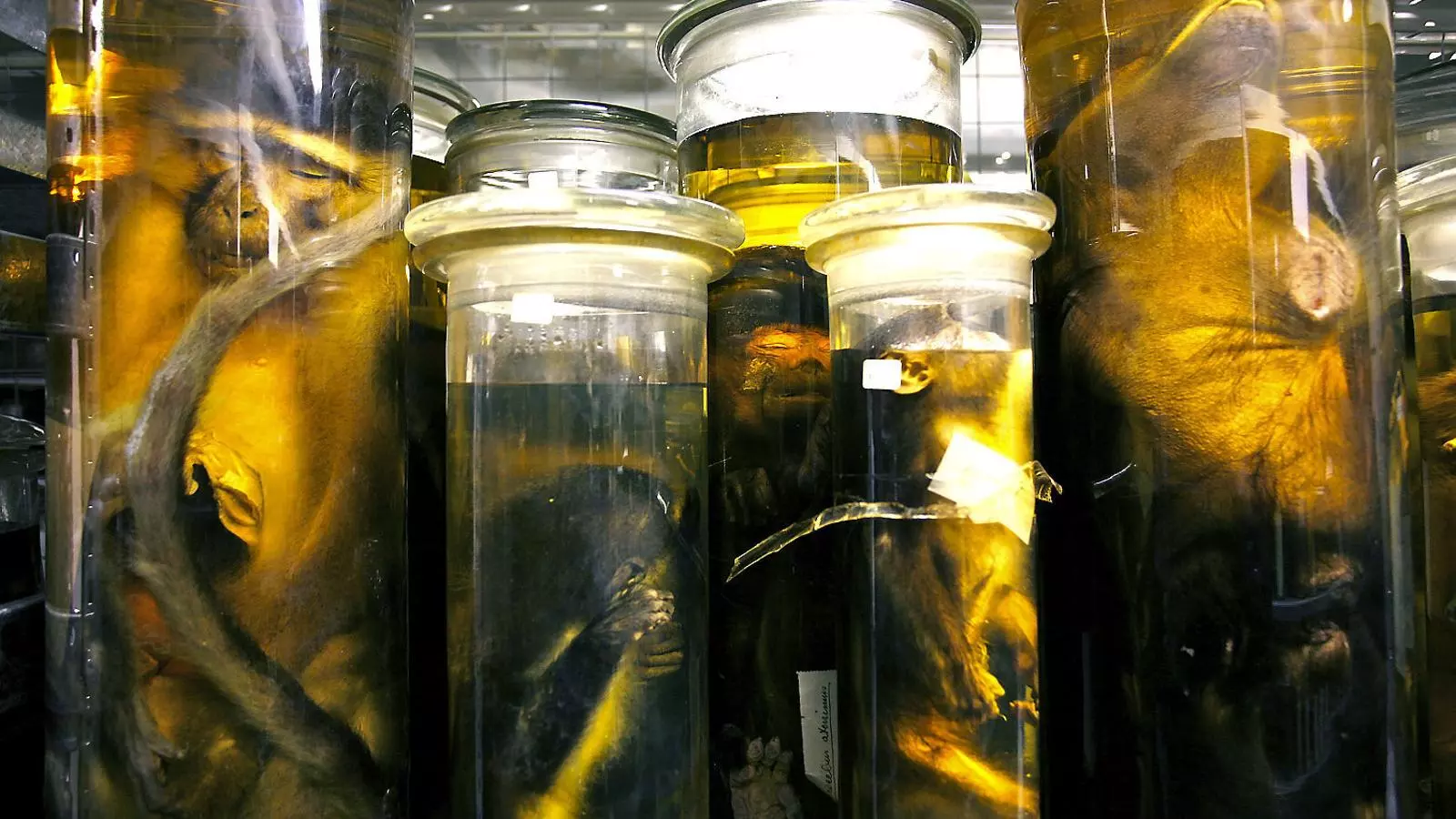 Algunes espècies animals conservades en pots de vidre que es poden veure a l’exposició del Museu Africà de Bèlgica.