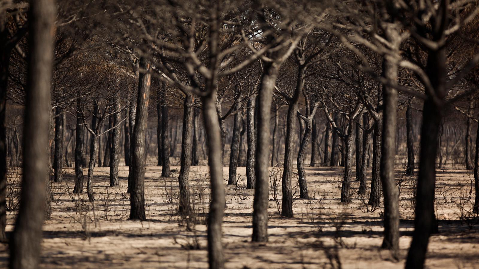 Burnt forests in Doñana National Park