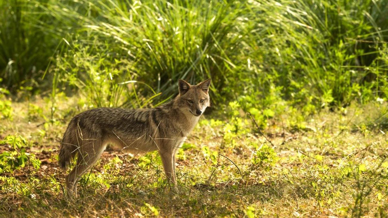 Un chacal ( Canis aureus ) en la naturaleza.