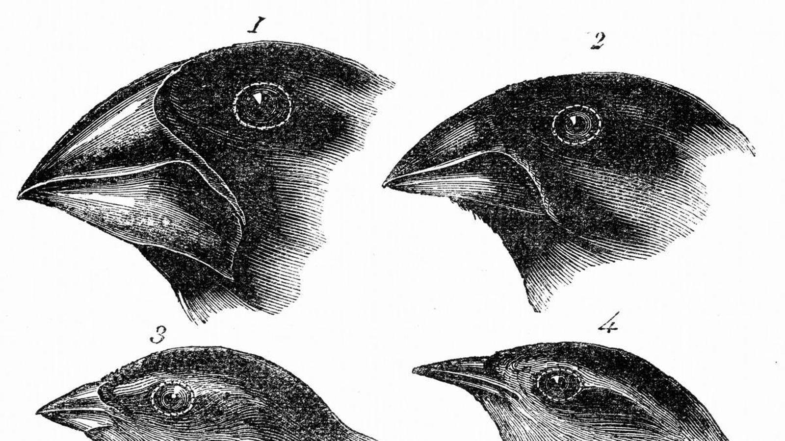 Apuntes de la evolución de cabezas de pájaro.