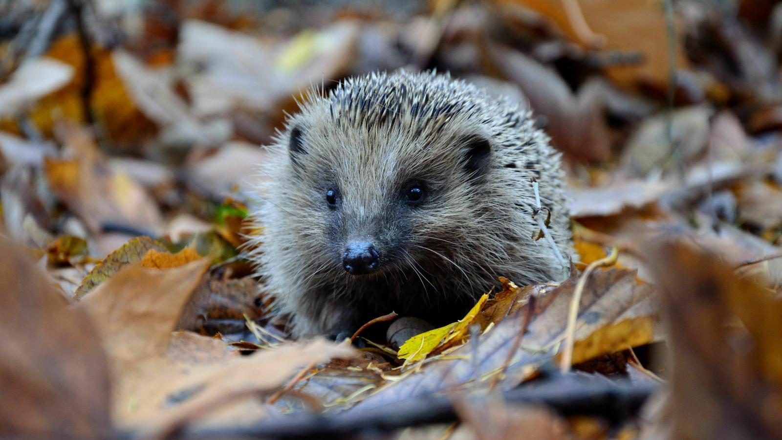 Un eriçó europeu (Erinaceus europaeus), una espècie molt comuna als boscos catalans.