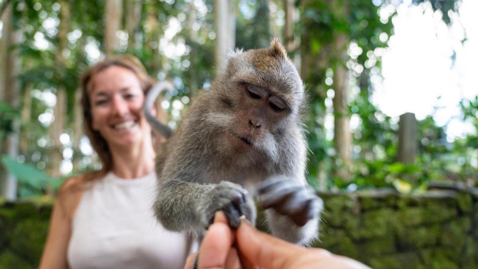 Un mono cogiendo comida de un turista