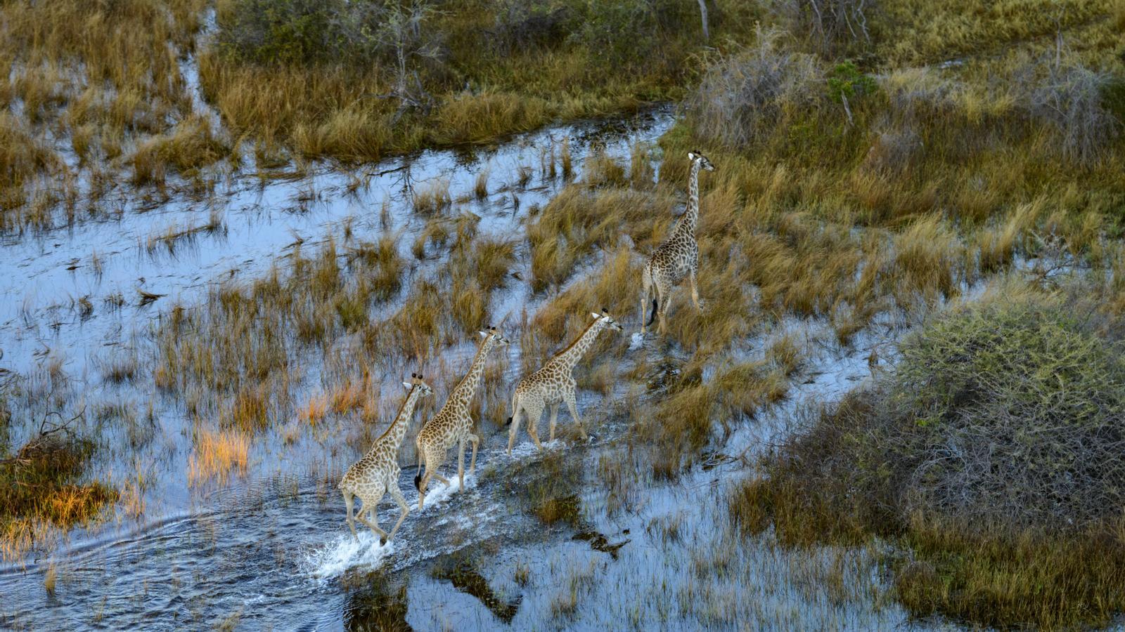 A herd of giraffes crossing the delta
