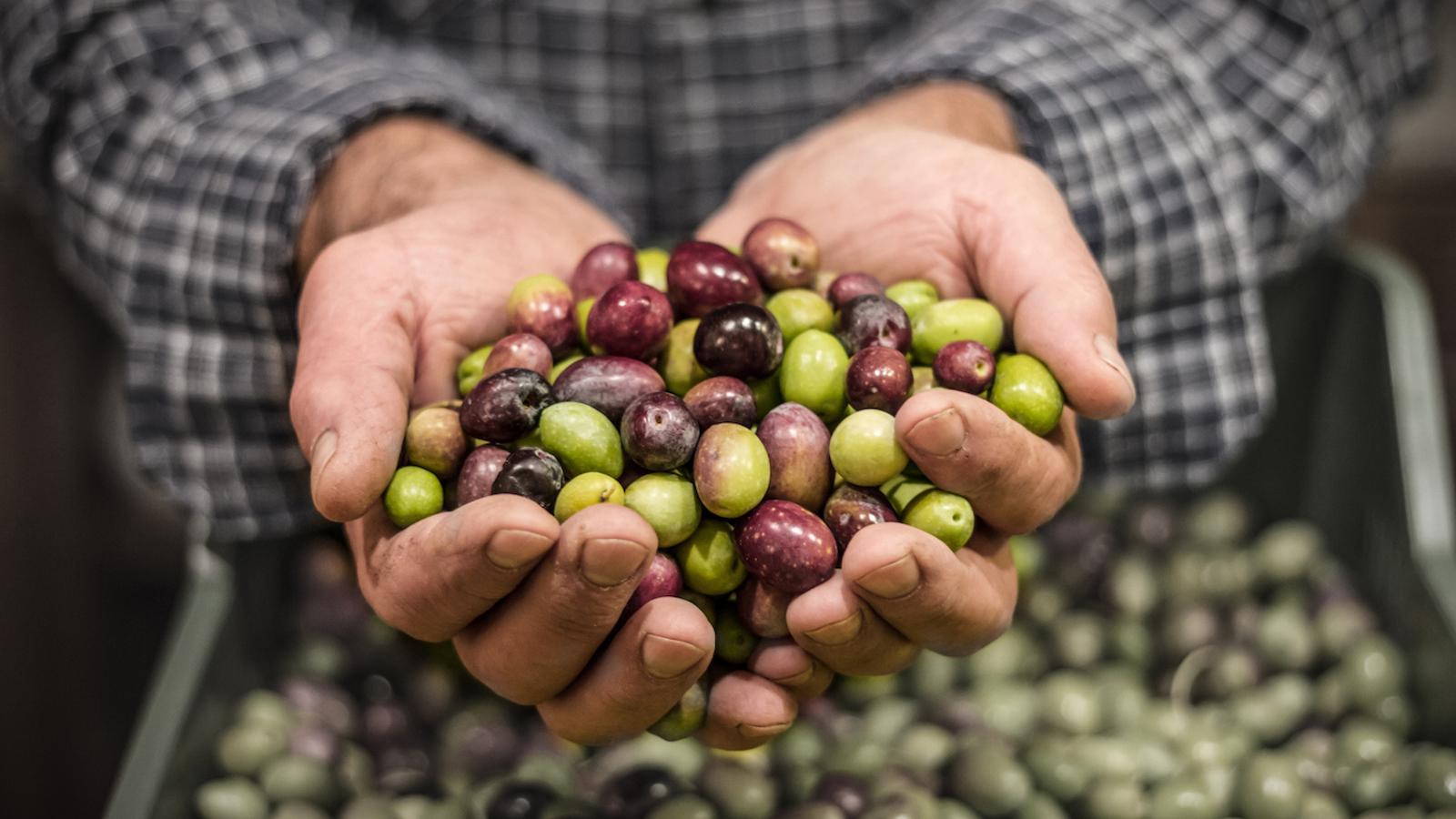 Xocolata i olives: barreges impossibles ara saludables