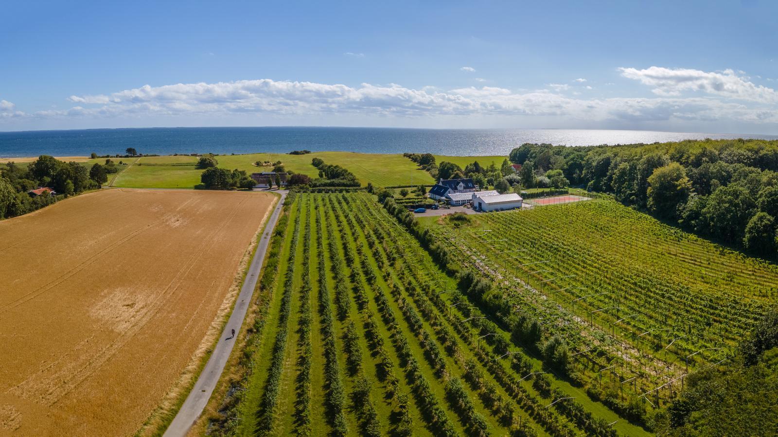 Panoramic view of a vineyard on the Danish island of Zealand.
