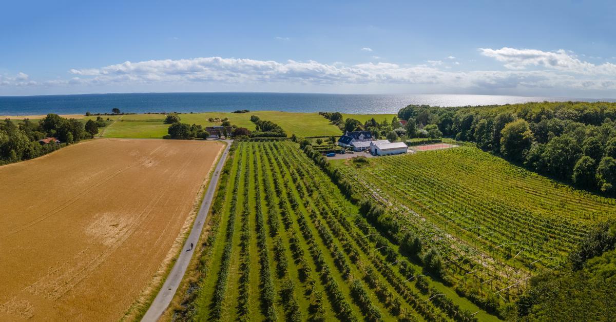 Between fjords and vineyards: the new frontier of wine is in Denmark